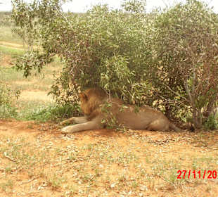 Safari, für den Herrn langweilig.