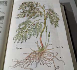 Historische Zeichnung im Botanikbuch