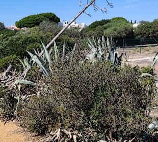 Praia de Nossa Senhora da Rocha