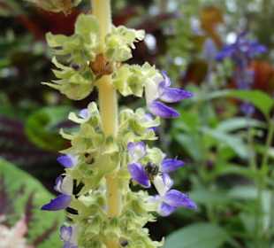 Экзотический сад в Монако