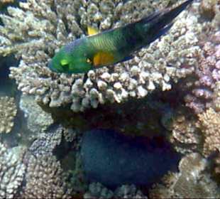 Schöne Unterwasserwelt