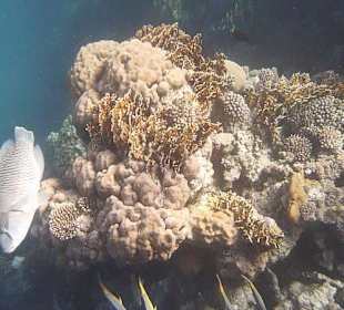 Schnorcheln am Hausriff