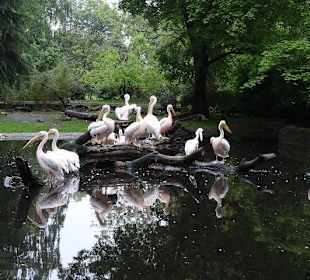 Außenbereich für Federtiere