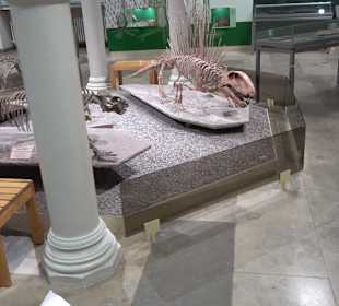 Staatliches Naturkunde Museum