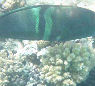 Einige Schnorchel Bilder am Strand