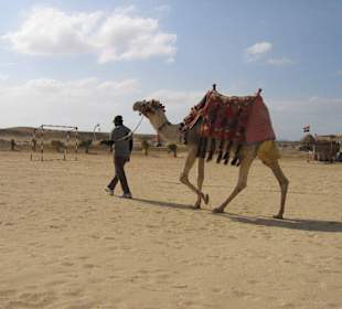Kamel