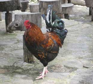 Urlaub auf dem Bauernhof