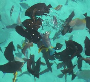 Blick auf hungrige Fische am hoteleigenen Riff!