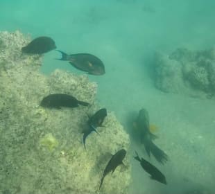 Schnorcheln Hurghada