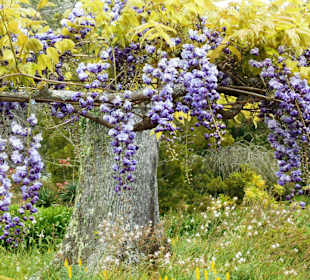 Palheiro Gardens