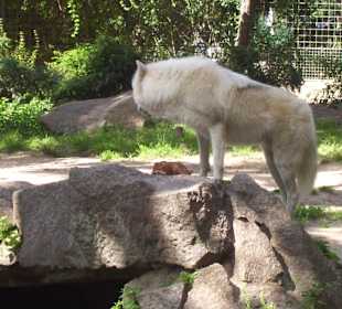 Berliner Zoo