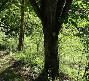 Premiumwanderweg Hochgehschätzt