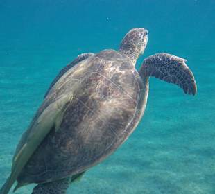 Schnorcheln Marsa Alam