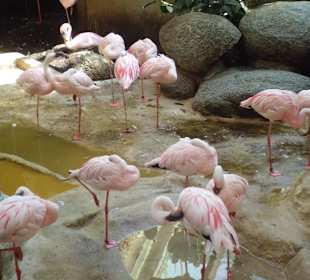 Flamingos