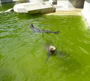 Kalifornische Seelöwen