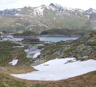 Grimselpass und Alpenrösli