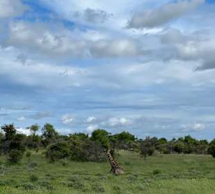 Etosha Park Natur