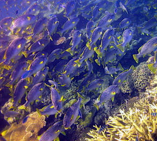 Reef Magic - Tauchen 5