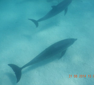 Ausflug mit Mohamed-Dream Life