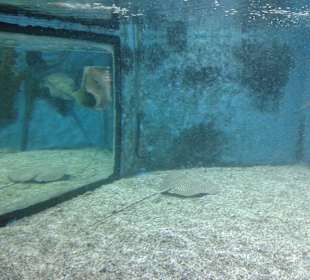 Aquarium in Hurghada