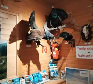 Alpen Wildpark Feld am See