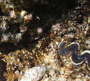 Schnorcheln Hurghada