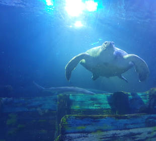 SeaLife