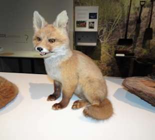 In der Natur- und Kulturabteilung des Museums