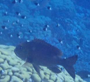 Schnorcheln Marsa Alam