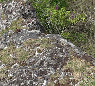Wallersteiner Felsen