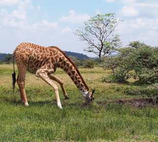 Giraffe am Wasserloch
