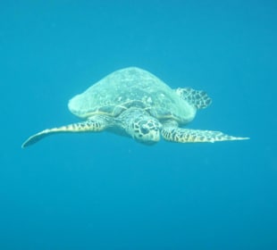 Hausriff - Schildkröte