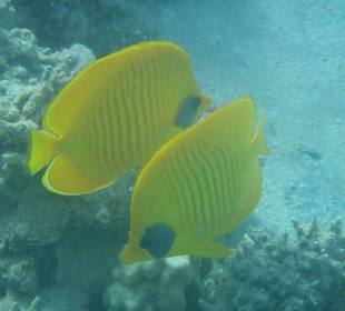 Einige Schnorchel Bilder am Strand