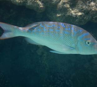 Schnorcheln Sahl Hasheesh