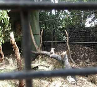 Stadtrundgang Sydney