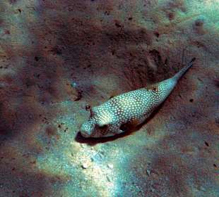 Kugelfisch am Strand im Wasser