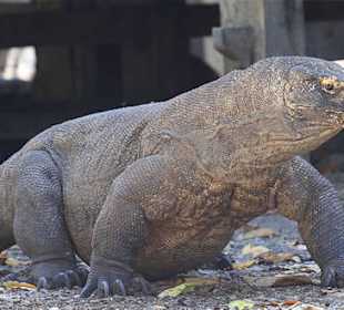 Komodo Dragon
