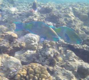 Unterwasser - Hotel Premier Le rêve