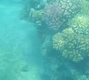 Das sieht man wenn man hinters Hausriff schwimmt.