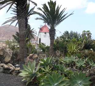 Museo Agrilcola El Patio - Tiagua