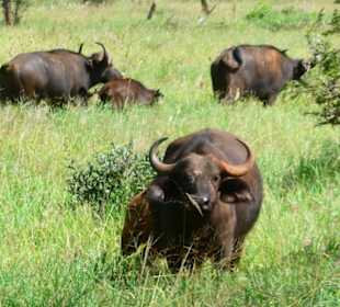 Ca 300 Büffel sahen wir