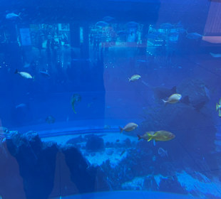 Aquarium Dubai Mall 