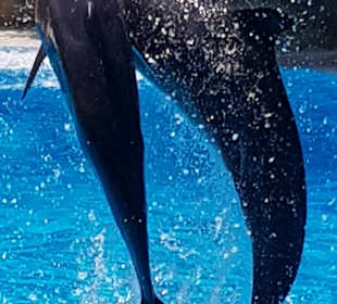 Katamaran Tour Royal Delfín