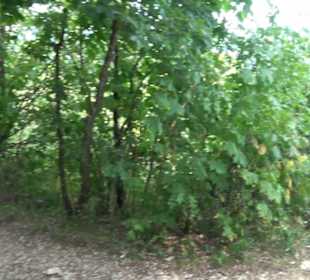 Aussichtspunkt am Eckfelsen