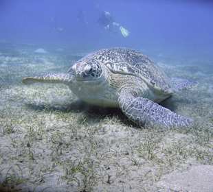 Podwodne życie w Abu Dabab