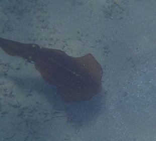 Unterwasserwelt - Calamaris