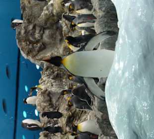 Pinguine