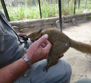 Buschbaby - einfach zum lieb haben