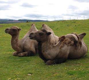 Highland Wildlife Park