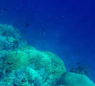 Hotelriff (vom Steg aus)